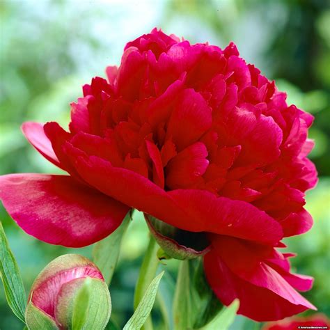 Red magic peonies: a stunning addition to any garden
